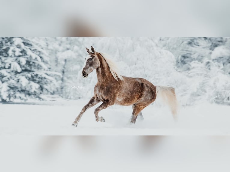 Tennessee walking horse Hongre 9 Ans in Spalt