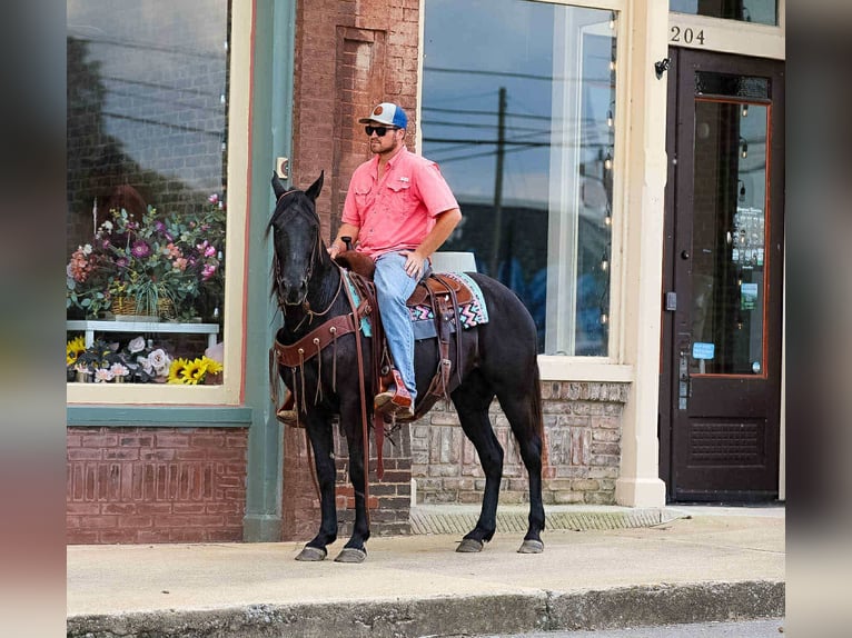 Tennessee walking horse Jument 10 Ans 147 cm Noir in Cleveland Tn