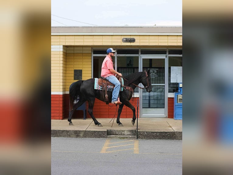 Tennessee walking horse Jument 10 Ans 147 cm Noir in Cleveland Tn