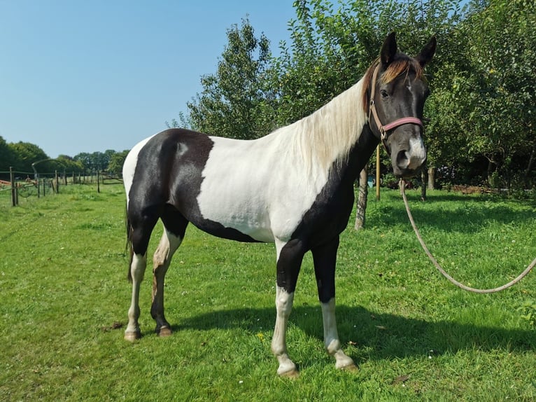 Tennessee walking horse Jument 10 Ans 156 cm Pinto in &#39;s Gravenmoer