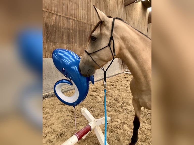 Tennessee walking horse Jument 10 Ans 162 cm Buckskin in Loxstedt