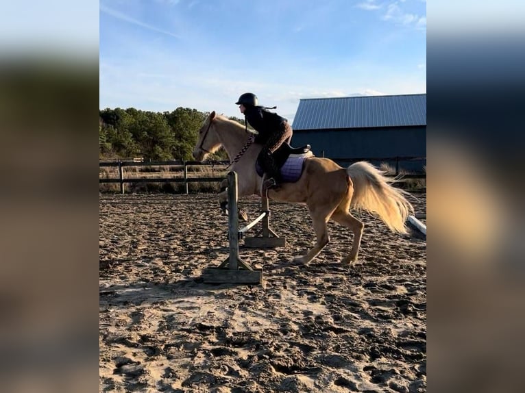 Tennessee walking horse Jument 11 Ans 142 cm Palomino in Virginia Beach