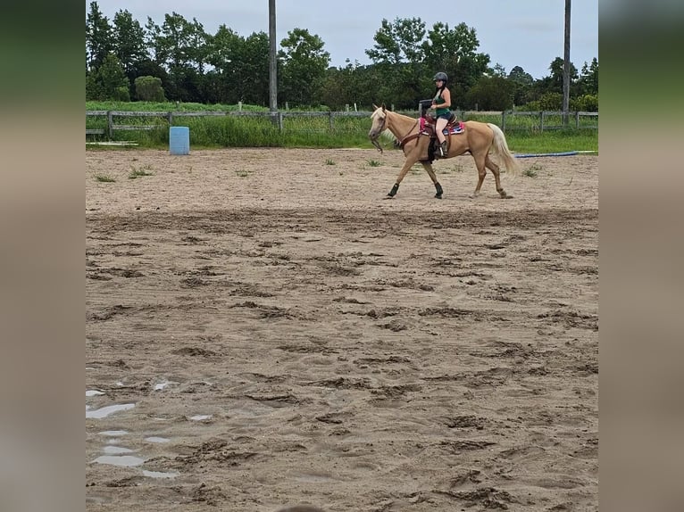 Tennessee walking horse Jument 11 Ans 142 cm Palomino in Virginia Beach