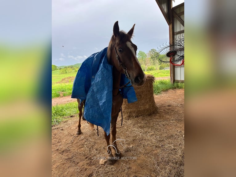 Tennessee walking horse Jument 12 Ans 142 cm in Tompkinsville, KY