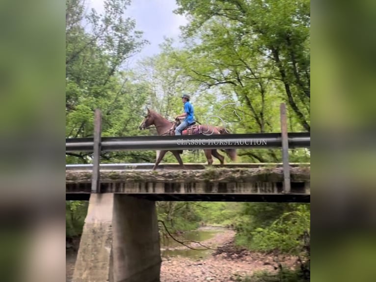 Tennessee walking horse Jument 12 Ans 142 cm in Tompkinsville, KY