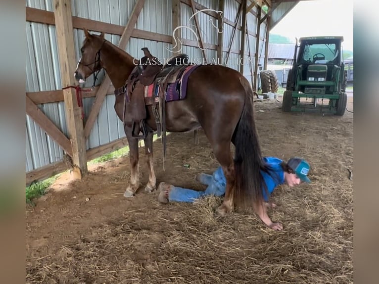 Tennessee walking horse Jument 12 Ans 142 cm in Tompkinsville, KY
