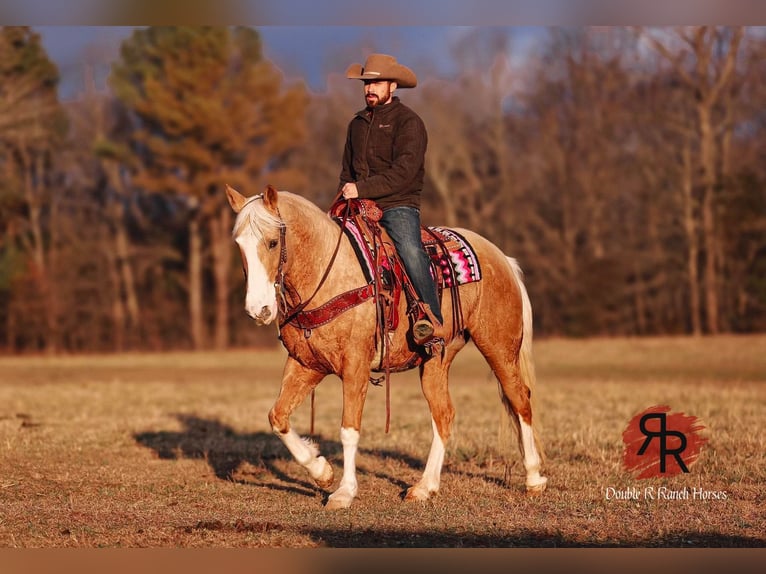 Tennessee walking horse Jument 12 Ans 152 cm Palomino in Lyles