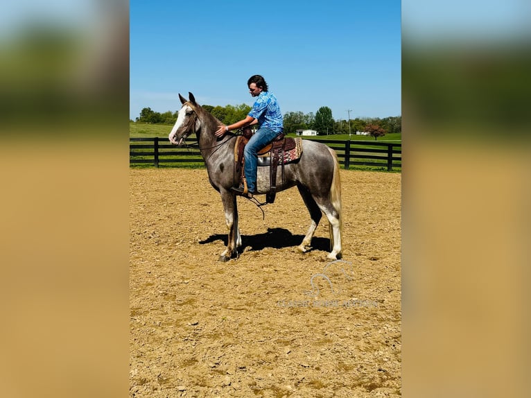 Tennessee walking horse Jument 12 Ans 152 cm Rouan Rouge in Mayslick, KY