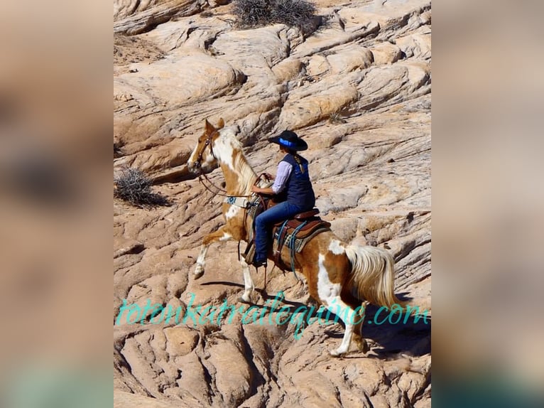 Tennessee walking horse Jument 12 Ans 155 cm Palomino in Laporte, CO