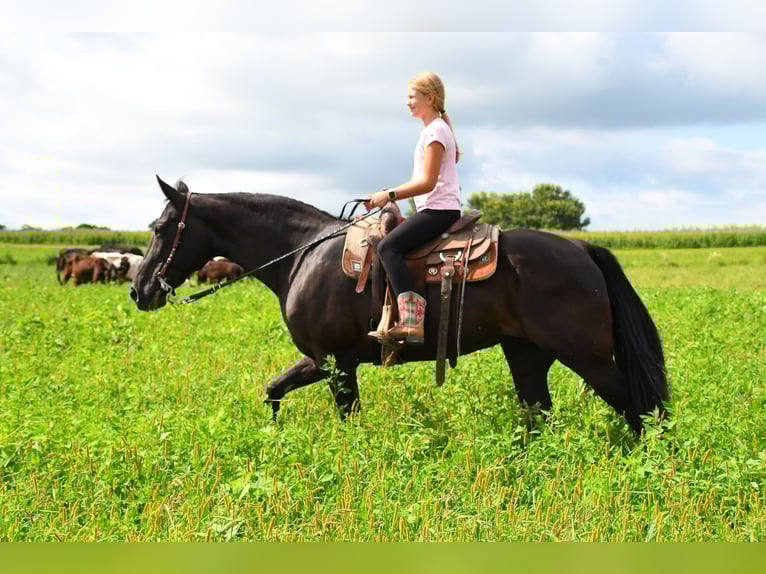 Tennessee walking horse Jument 12 Ans 160 cm Noir in Hastings, MN