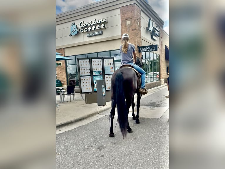 Tennessee walking horse Jument 12 Ans 160 cm Noir in Hastings, MN