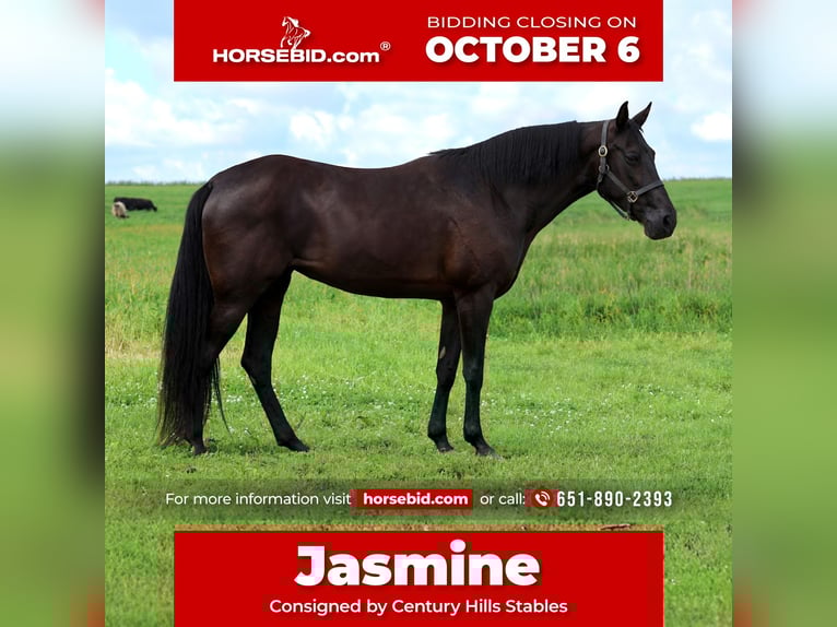 Tennessee walking horse Jument 12 Ans 160 cm Noir in Hastings, MN