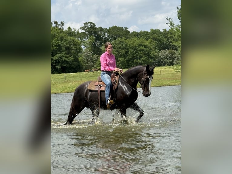 Tennessee walking horse Jument 13 Ans 152 cm Noir in Carnesville, GA