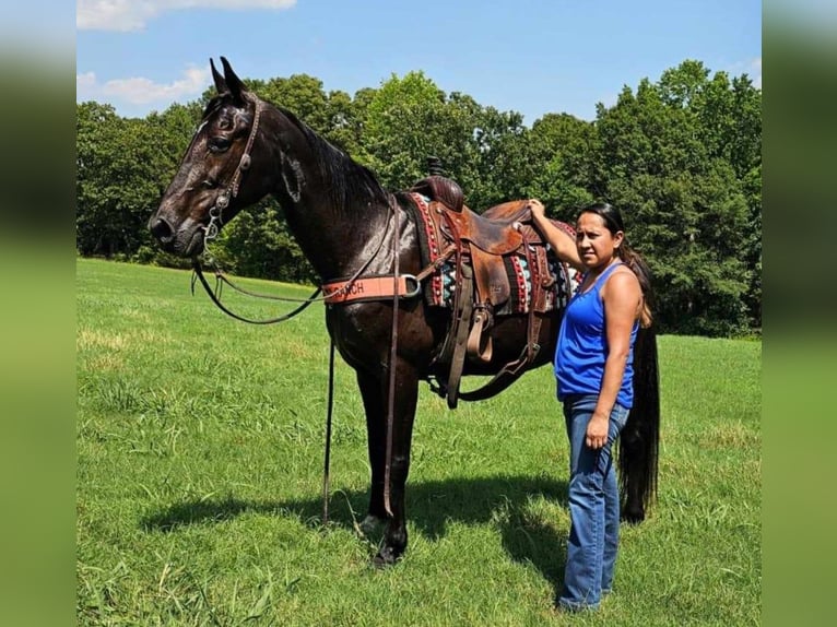 Tennessee walking horse Jument 14 Ans 152 cm Noir in Otis Orchards, WA