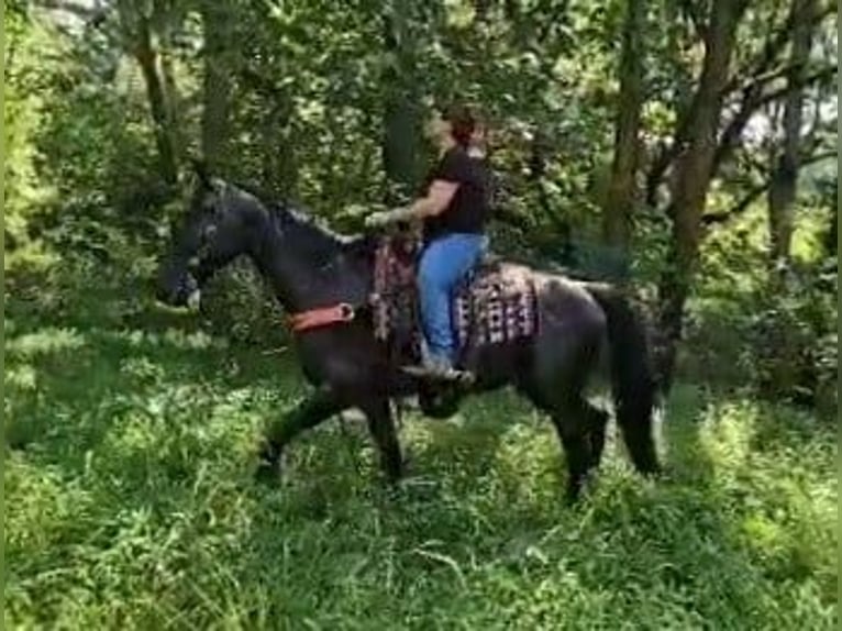 Tennessee walking horse Jument 14 Ans 152 cm Noir in Otis Orchards, WA