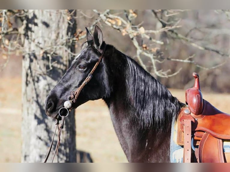 Tennessee walking horse Jument 14 Ans 152 cm Noir in Rineyville