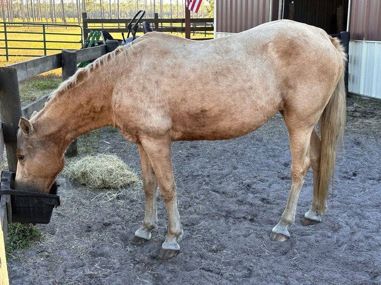 Tennessee walking horse Jument 15 Ans 152 cm Palomino in Orlando