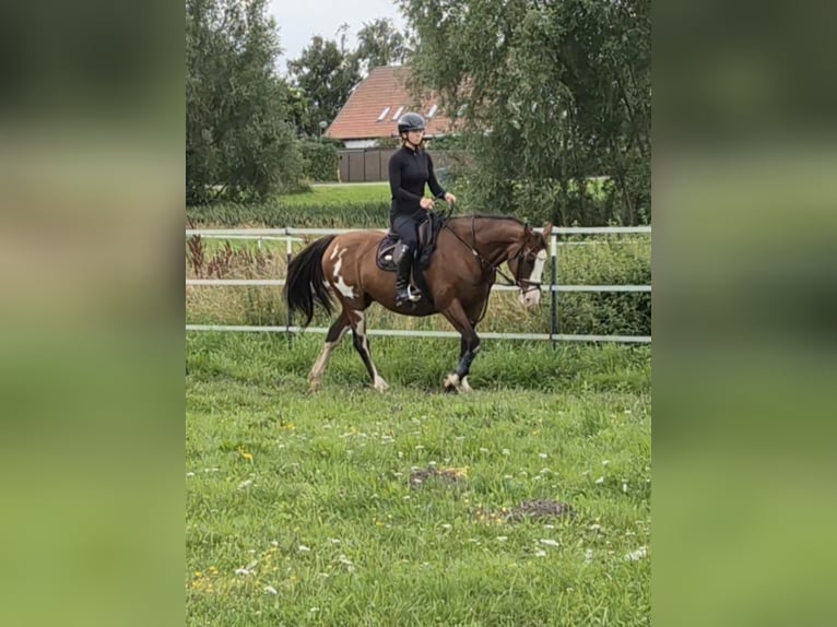 Tennessee walking horse Croisé Jument 15 Ans 155 cm Pinto in Rubkow