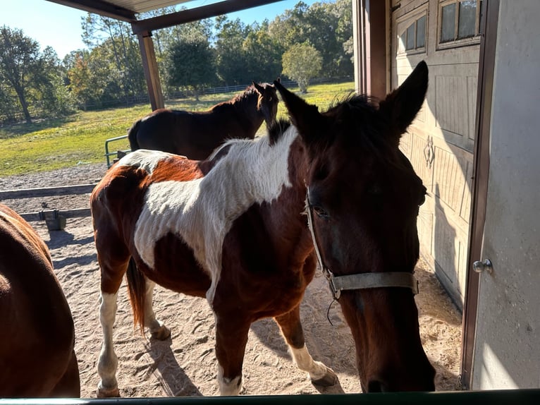 Tennessee walking horse Jument 16 Ans 152 cm Tobiano-toutes couleurs in Pierson, FLorida