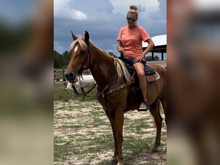 Tennessee walking horse Jument 17 Ans 142 cm Alezan cuivré in Fort Pierce, FLORDIA