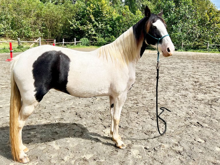 Tennessee walking horse Croisé Jument 17 Ans 152 cm Tobiano-toutes couleurs in Leicester