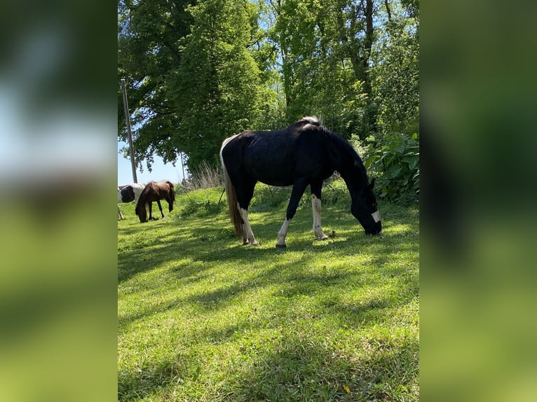 Tennessee walking horse Jument 18 Ans 150 cm Pinto in Pocking