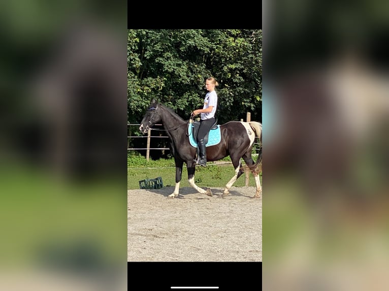 Tennessee walking horse Jument 18 Ans 150 cm Pinto in Pocking Tennessee walking horse Jument 18 Ans 150 cm Pinto in Pocking