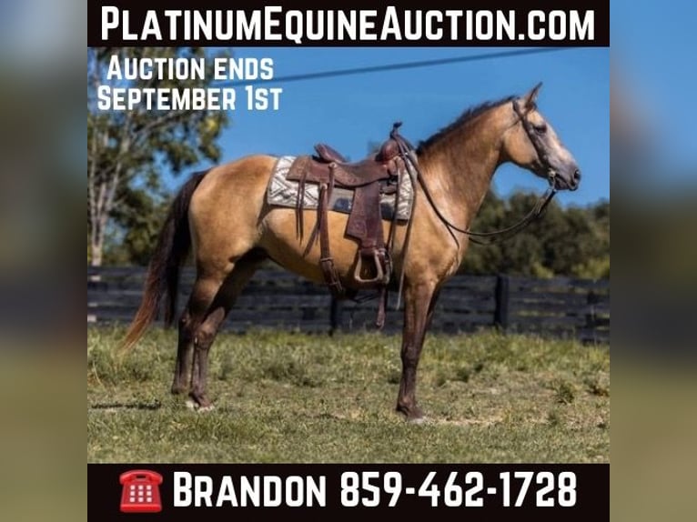 Tennessee walking horse Jument 18 Ans 155 cm Buckskin in Wallingford KY