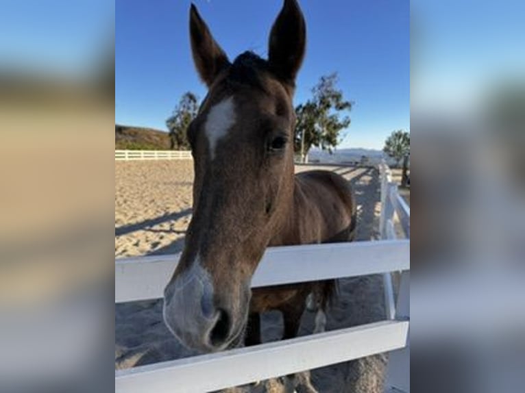 Tennessee walking horse Jument 19 Ans 152 cm Palomino in Agoura Hills, CA