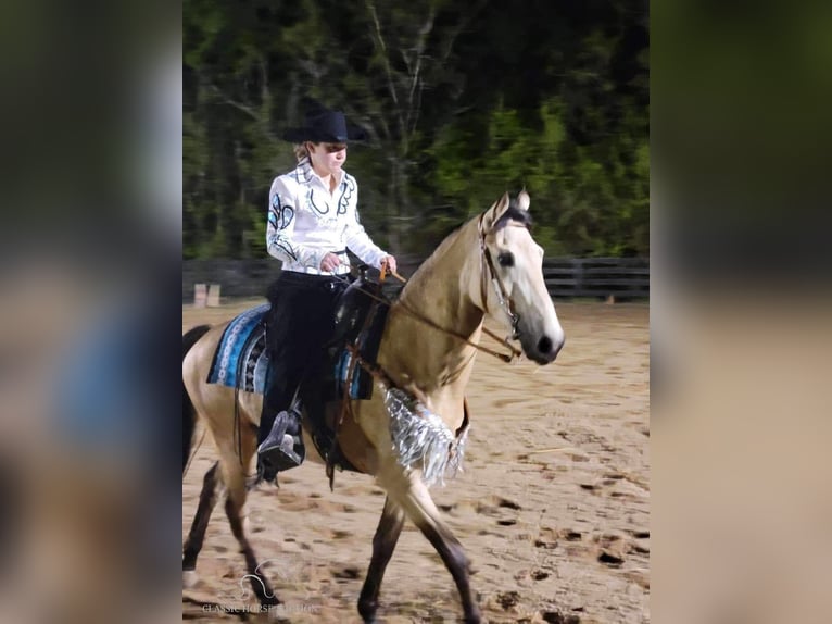 Tennessee walking horse Jument 1 Année 152 cm Buckskin in Christiana, TN