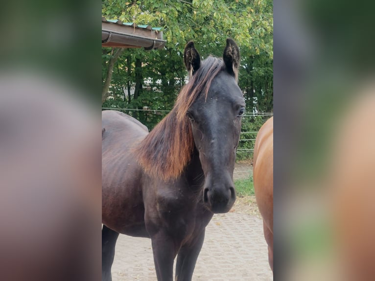 Tennessee walking horse Jument 1 Année 158 cm Noir in Hille Tennessee walking horse Jument 1 Année 158 cm Noir in Hille