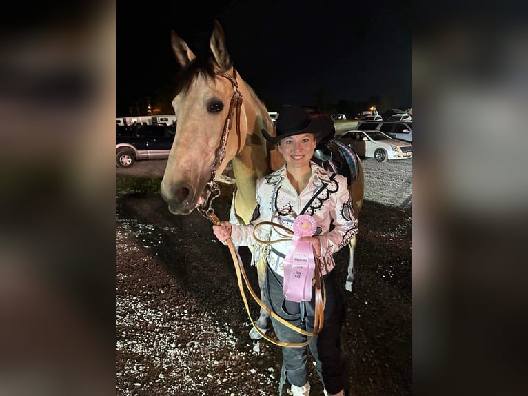 Tennessee walking horse Jument 2 Ans 152 cm Buckskin in Christiana, TN