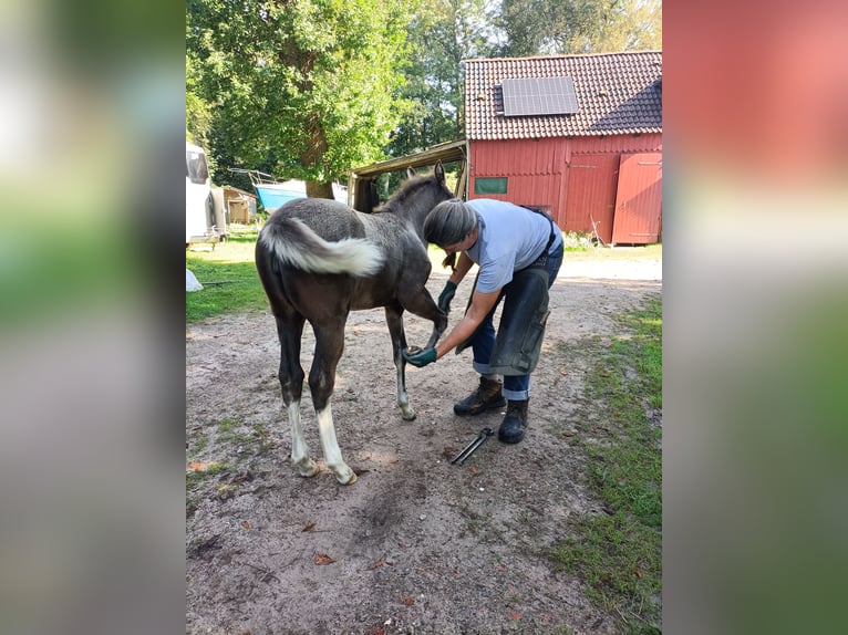 Tennessee walking horse Jument 2 Ans Noir in Engelschoff