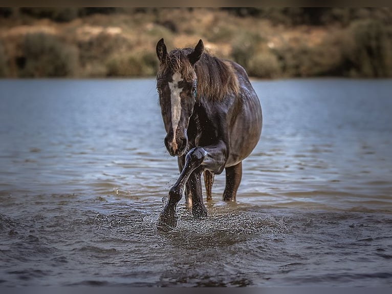 Tennessee walking horse Jument 2 Ans Noir in Engelschoff