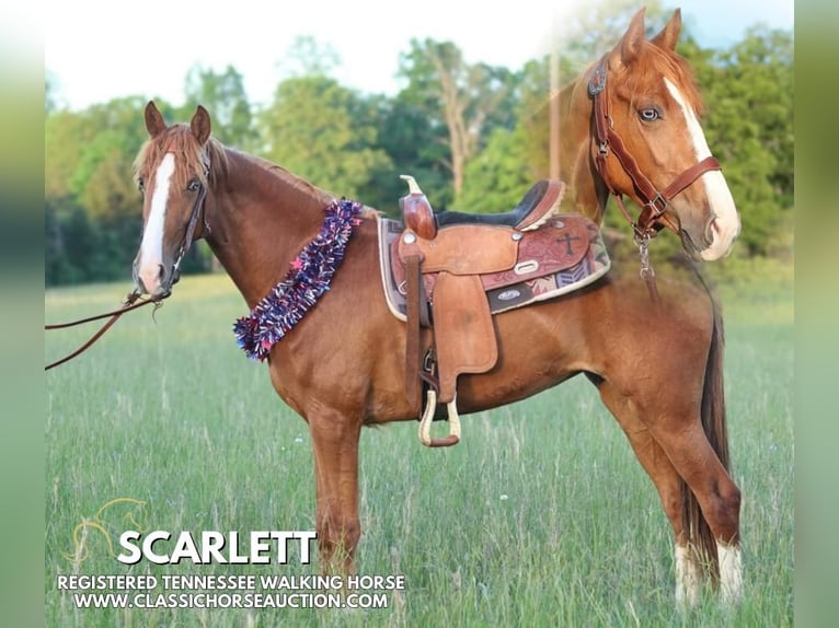 Tennessee walking horse Jument 3 Ans 152 cm Alezan cuivré in Tompkinsville, KY