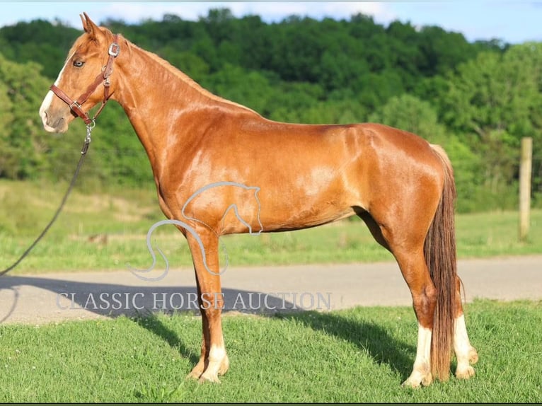 Tennessee walking horse Jument 3 Ans 152 cm Alezan cuivré in Tompkinsville, KY