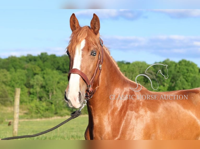 Tennessee walking horse Jument 3 Ans 152 cm Alezan cuivré in Tompkinsville, KY
