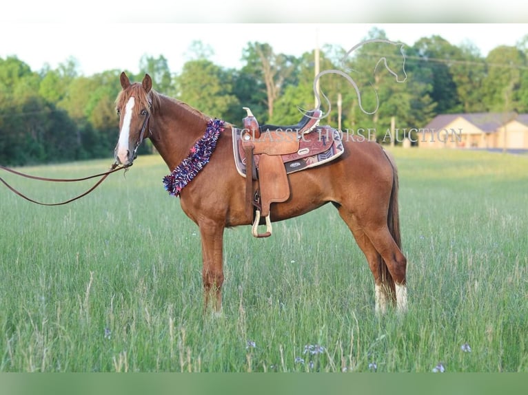 Tennessee walking horse Jument 3 Ans 152 cm Alezan cuivré in Tompkinsville, KY