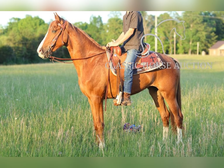 Tennessee walking horse Jument 3 Ans 152 cm Alezan cuivré in Tompkinsville, KY