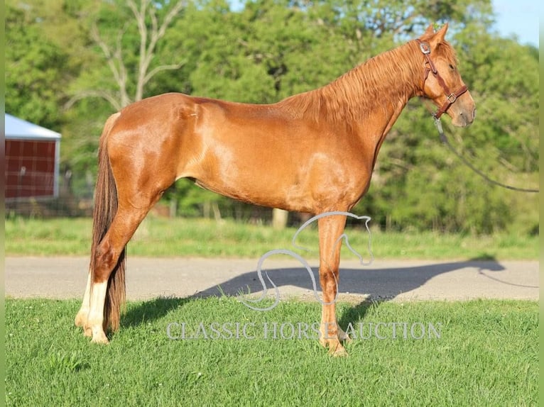 Tennessee walking horse Jument 3 Ans 152 cm Alezan cuivré in Tompkinsville, KY