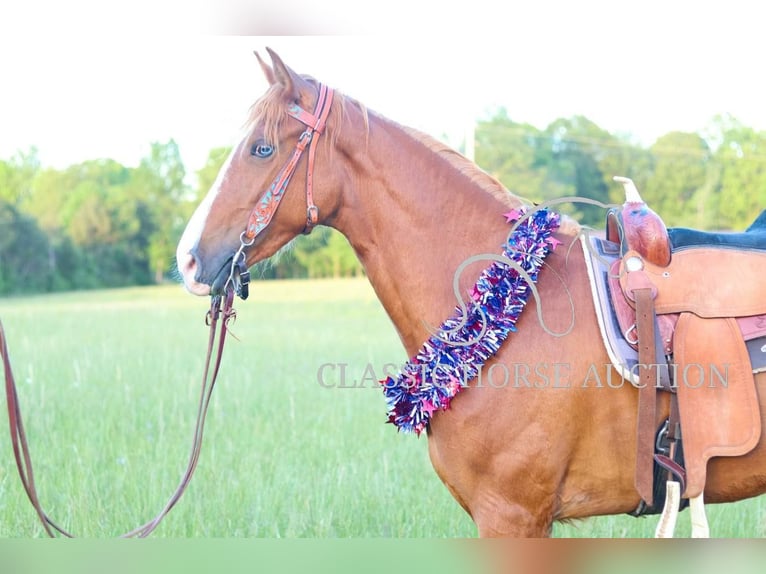 Tennessee walking horse Jument 3 Ans 152 cm Alezan cuivré in Tompkinsville, KY