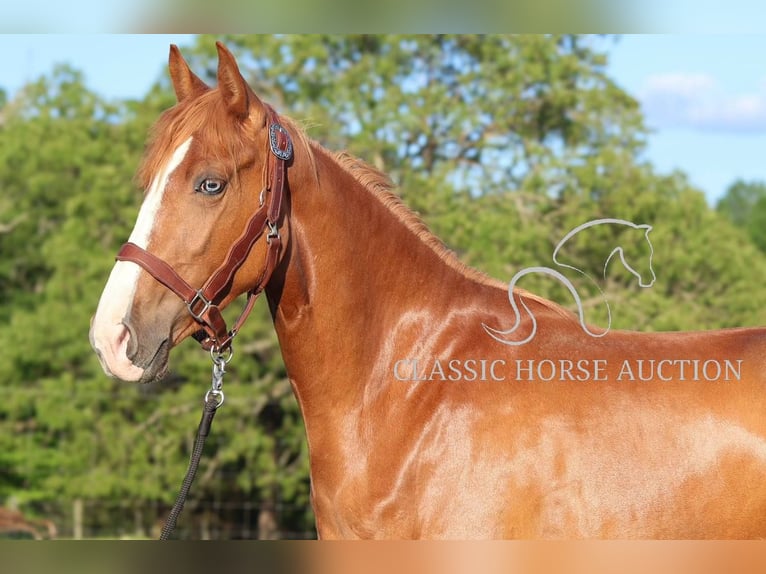 Tennessee walking horse Jument 3 Ans 152 cm Alezan cuivré in Tompkinsville, KY