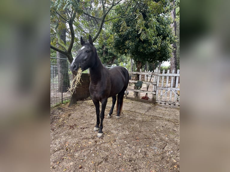 Tennessee walking horse Jument 4 Ans 150 cm Noir in CASTROCARO TERME E TERRA DEL SOLE