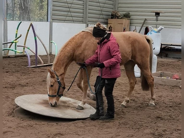 Tennessee walking horse Jument 4 Ans 154 cm Palomino in Voerde