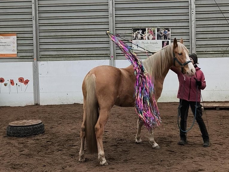 Tennessee walking horse Jument 4 Ans 154 cm Palomino in Voerde
