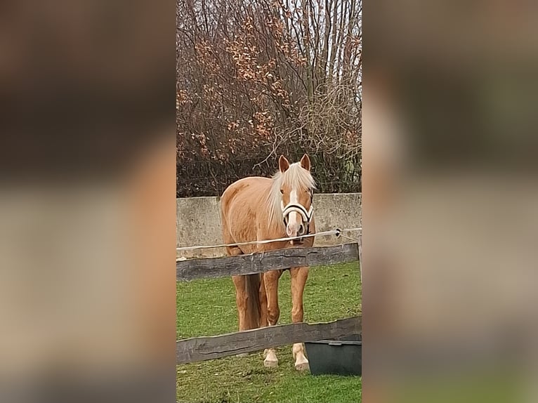 Tennessee walking horse Jument 4 Ans 158 cm Palomino in Geilenkirchen