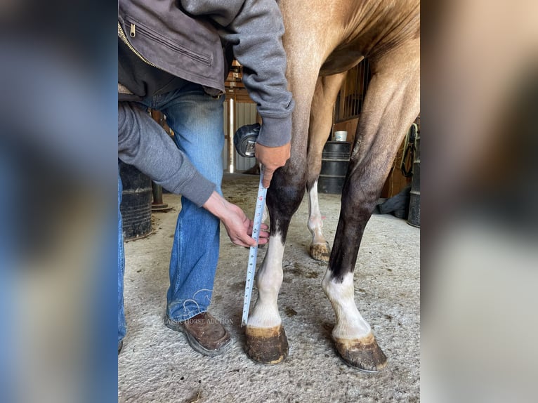 Tennessee walking horse Jument 4 Ans 163 cm Buckskin in Tyner,ky