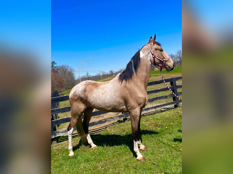 Tennessee walking horse Jument 4 Ans 163 cm Buckskin in Tyner,ky