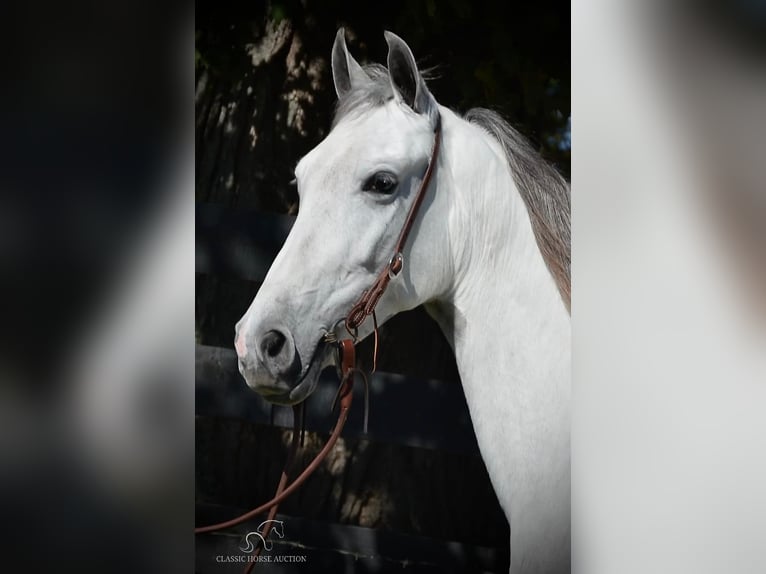 Tennessee walking horse Jument 5 Ans 142 cm Gris in Hustonville, KY