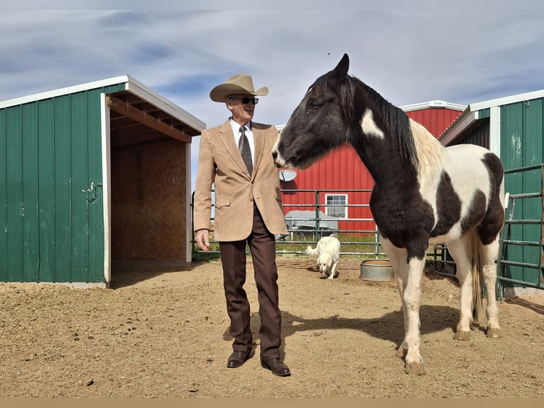 Tennessee walking horse Jument 5 Ans 152 cm Tobiano-toutes couleurs in Snowflake, Arizona